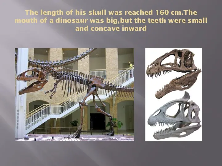 The length of his skull was reached 160 cm.The mouth of