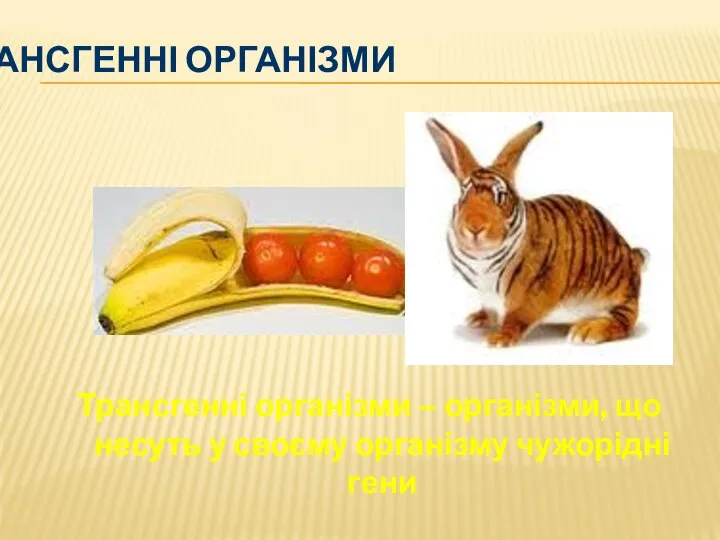 ТРАНСГЕННІ ОРГАНІЗМИ Трансгенні організми – організми, що несуть у своєму організму чужорідні гени