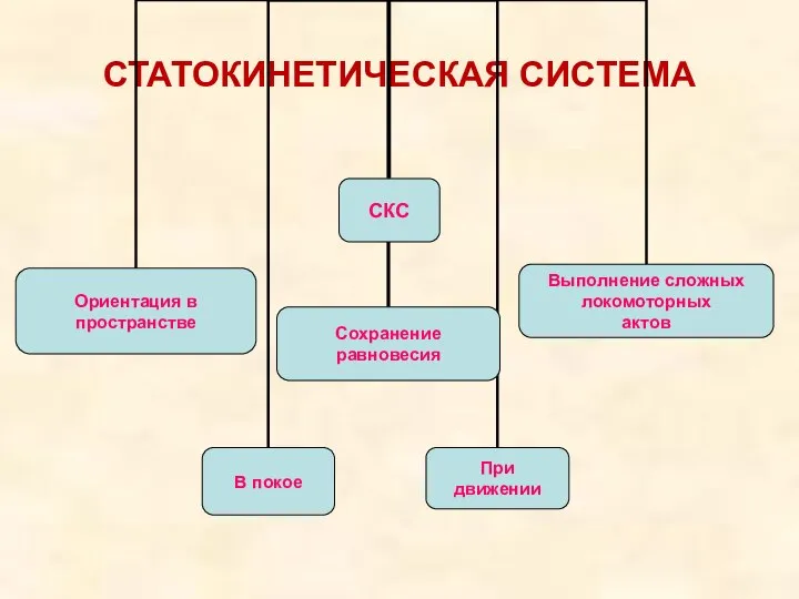 СТАТОКИНЕТИЧЕСКАЯ СИСТЕМА