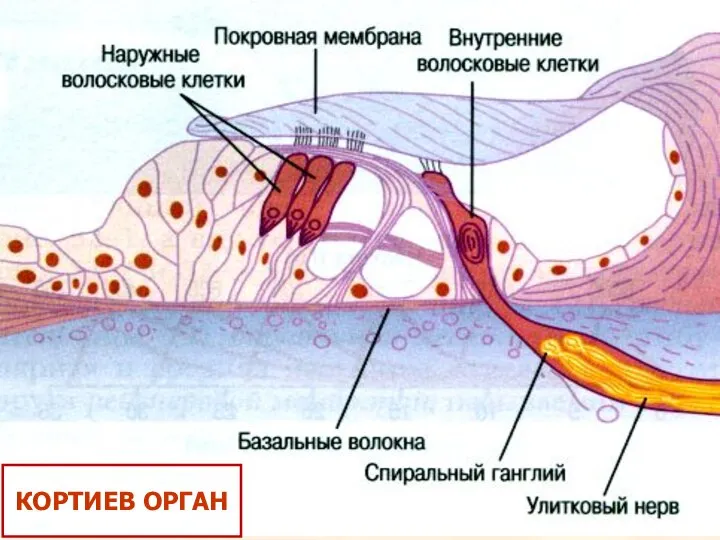 КОРТИЕВ ОРГАН