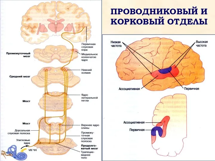 ПРОВОДНИКОВЫЙ И КОРКОВЫЙ ОТДЕЛЫ