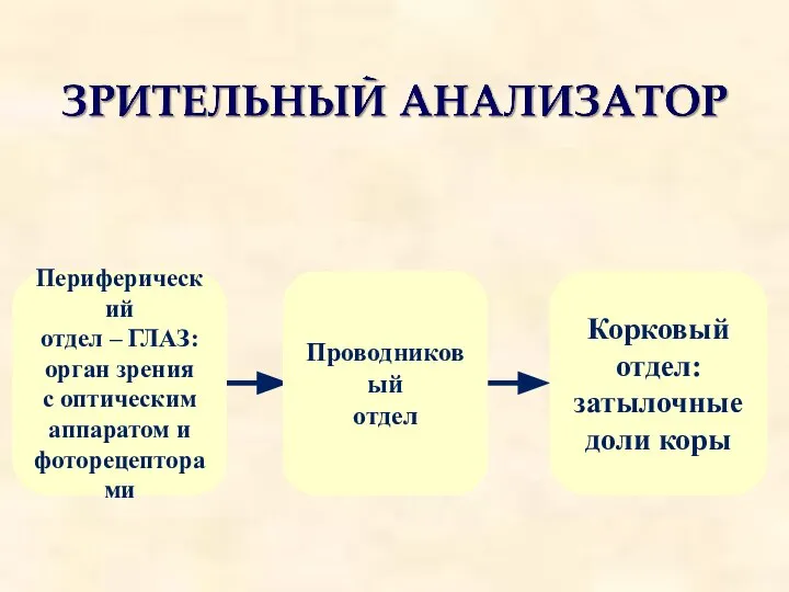 Периферический отдел – ГЛАЗ: орган зрения с оптическим аппаратом и фоторецепторами