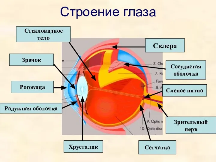 Строение глаза Склера Роговица Радужная оболочка Зрачок Хрусталик Сетчатка Сосудистая оболочка