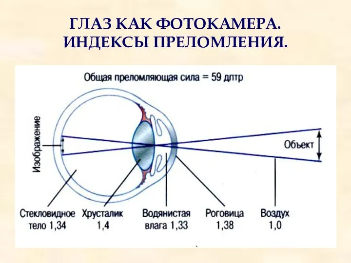 ГЛАЗ КАК ФОТОКАМЕРА. ИНДЕКСЫ ПРЕЛОМЛЕНИЯ.