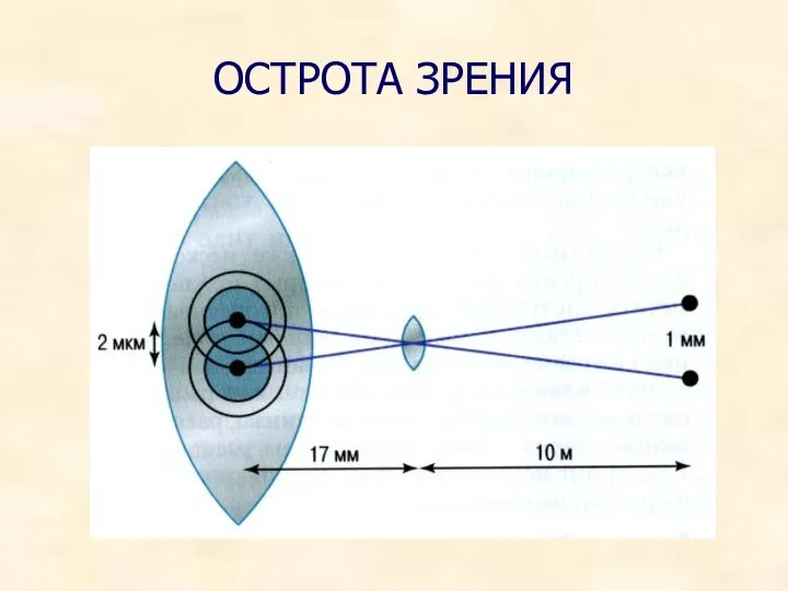 ОСТРОТА ЗРЕНИЯ