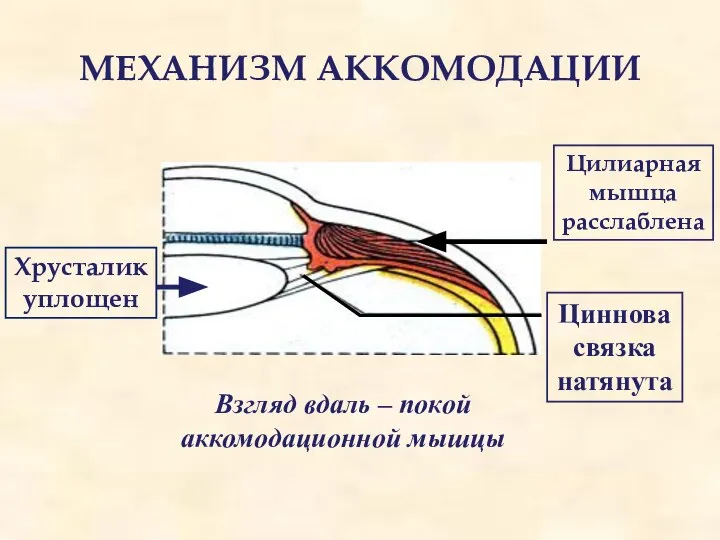 МЕХАНИЗМ АККОМОДАЦИИ Хрусталик уплощен Цилиарная мышца расслаблена Циннова связка натянута Взгляд вдаль – покой аккомодационной мышцы