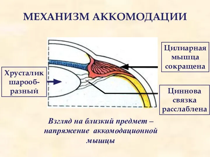 МЕХАНИЗМ АККОМОДАЦИИ Хрусталик шарооб- разный Цилиарная мышца сокращена Циннова связка расслаблена