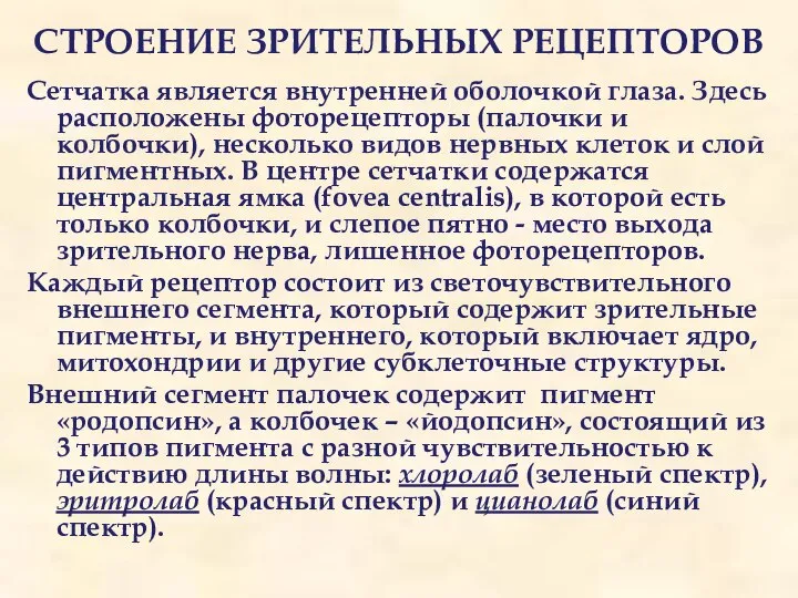 СТРОЕНИЕ ЗРИТЕЛЬНЫХ РЕЦЕПТОРОВ Сетчатка является внутренней оболочкой глаза. Здесь расположены фоторецепторы