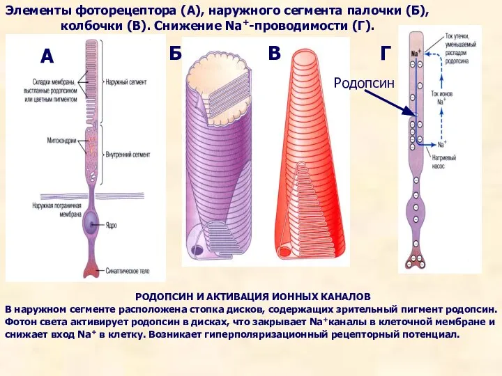 Элементы фоторецептора (А), наружного сегмента палочки (Б), колбочки (В). Снижение Na+-проводимости