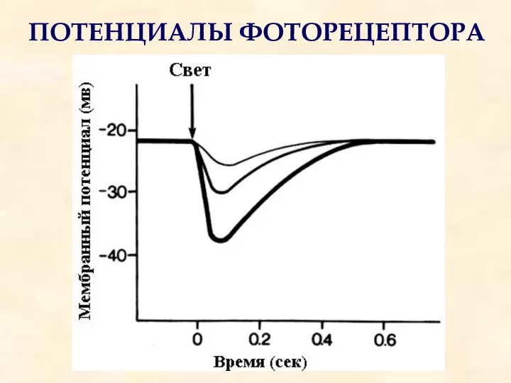 ПОТЕНЦИАЛЫ ФОТОРЕЦЕПТОРА