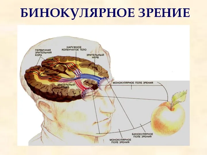 БИНОКУЛЯРНОЕ ЗРЕНИЕ