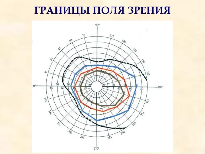 ГРАНИЦЫ ПОЛЯ ЗРЕНИЯ