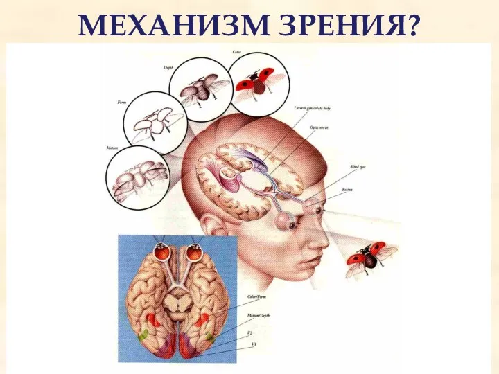 МЕХАНИЗМ ЗРЕНИЯ?