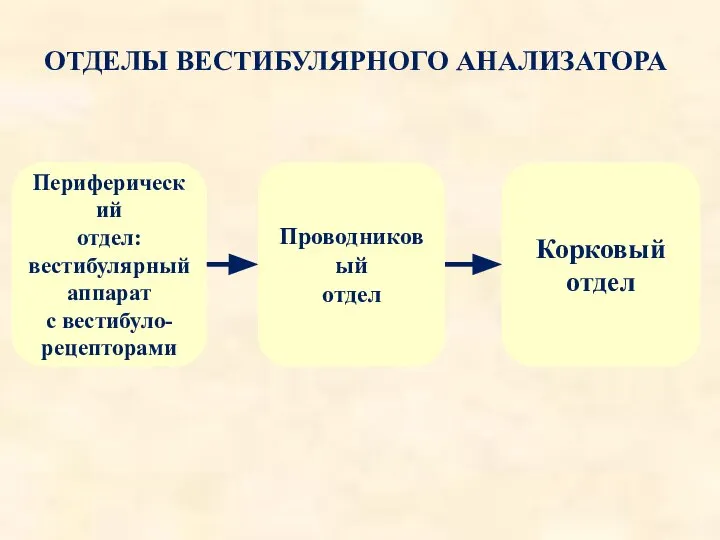 ОТДЕЛЫ ВЕСТИБУЛЯРНОГО АНАЛИЗАТОРА Периферический отдел: вестибулярный аппарат с вестибуло- рецепторами Проводниковый отдел Корковый отдел