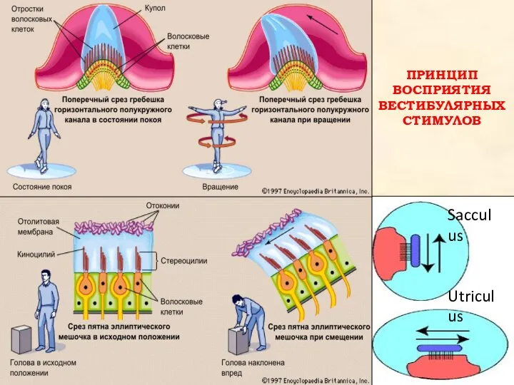 Sacculus Utriculus ПРИНЦИП ВОСПРИЯТИЯ ВЕСТИБУЛЯРНЫХ СТИМУЛОВ