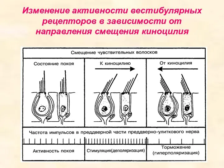 Изменение активности вестибулярных рецепторов в зависимости от направления смещения киноцилия