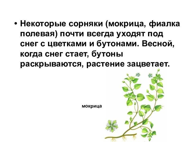 Некоторые сорняки (мокрица, фиалка полевая) почти всегда уходят под снег с