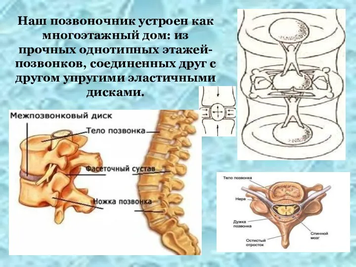 Наш позвоночник устроен как многоэтажный дом: из прочных однотипных этажей-позвонков, соединенных