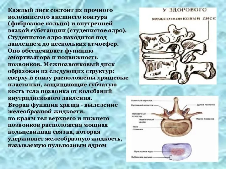 Каждый диск состоит из прочного волокнистого внешнего контура (фиброзное кольцо) и