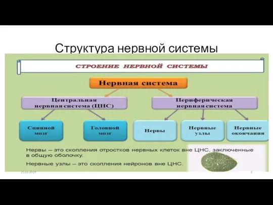 Структура нервной системы 25.01.2019