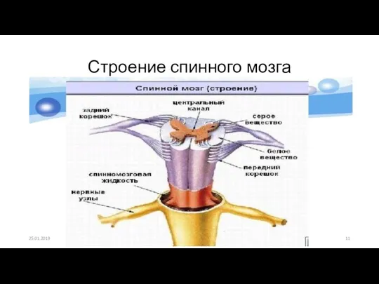 Строение спинного мозга 25.01.2019