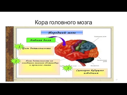 Кора головного мозга 25.01.2019