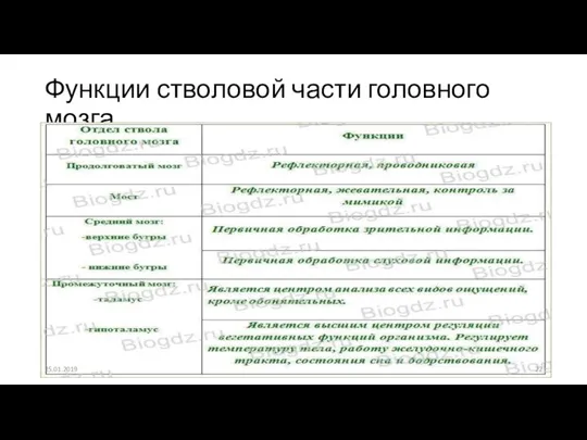 Функции стволовой части головного мозга 25.01.2019