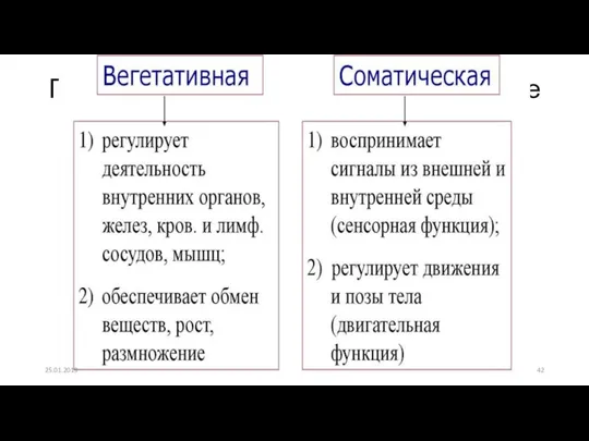 Периферическая нервная система и ее функции 25.01.2019