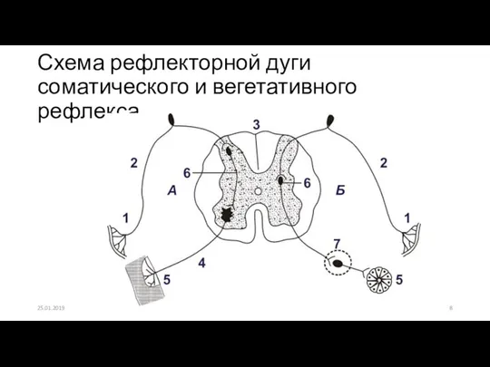 Схема рефлекторной дуги соматического и вегетативного рефлекса 25.01.2019