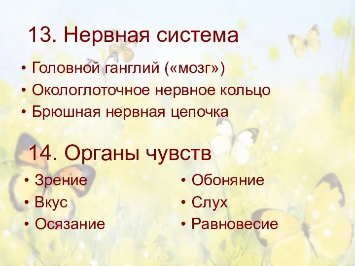 13. Нервная система Головной ганглий («мозг») Окологлоточное нервное кольцо Брюшная нервная