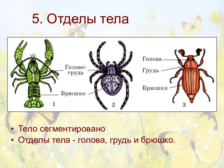 5. Отделы тела Тело сегментировано Отделы тела - голова, грудь и брюшко.