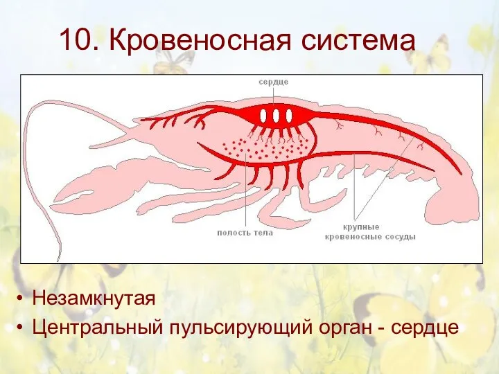 10. Кровеносная система Незамкнутая Центральный пульсирующий орган - сердце