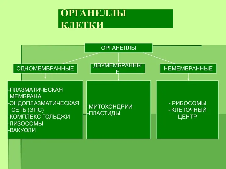 ОРГАНЕЛЛЫ КЛЕТКИ ОРГАНЕЛЛЫ ОДНОМЕМБРАННЫЕ ДВУМЕМБРАННЫЕ НЕМЕМБРАННЫЕ ПЛАЗМАТИЧЕСКАЯ МЕМБРАНА ЭНДОПЛАЗМАТИЧЕСКАЯ СЕТЬ (ЭПС)