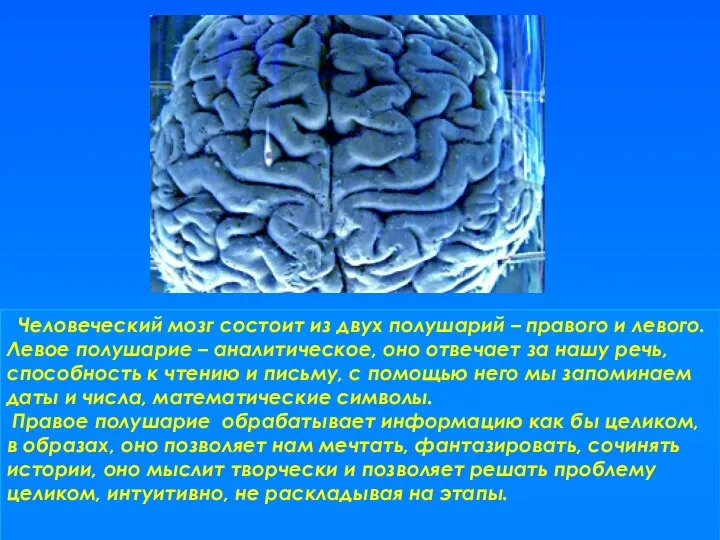 Человеческий мозг состоит из двух полушарий – правого и левого. Левое
