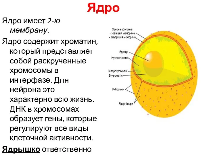 Ядро Ядро имеет 2-ю мембрану. Ядро содержит хроматин, который представляет собой