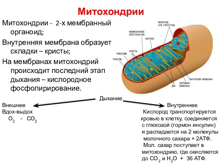 Митохондрии Митохондрии - 2-х мембранный органоид; Внутренняя мембрана образует складки –