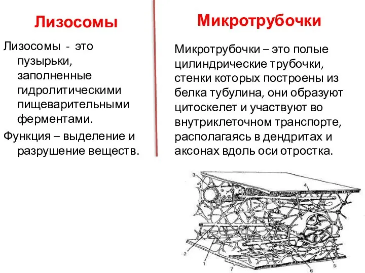 Лизосомы Лизосомы - это пузырьки, заполненные гидролитическими пищеварительными ферментами. Функция –