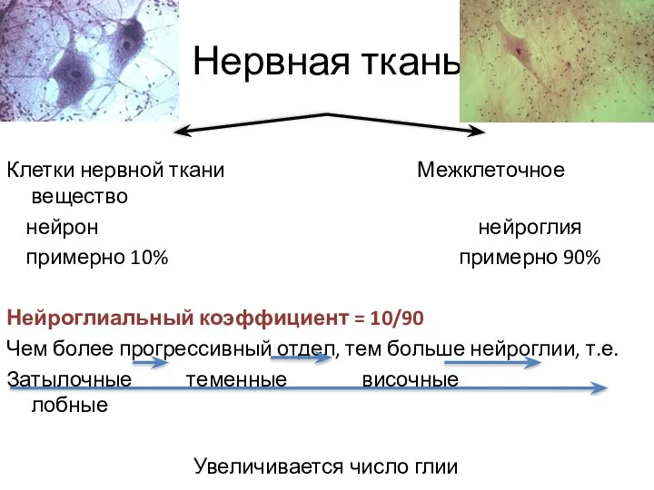 Нервная ткань Клетки нервной ткани Межклеточное вещество нейрон нейроглия примерно 10%