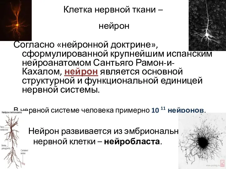 Клетка нервной ткани – нейрон Согласно «нейронной доктрине», сформулированной крупнейшим испанским