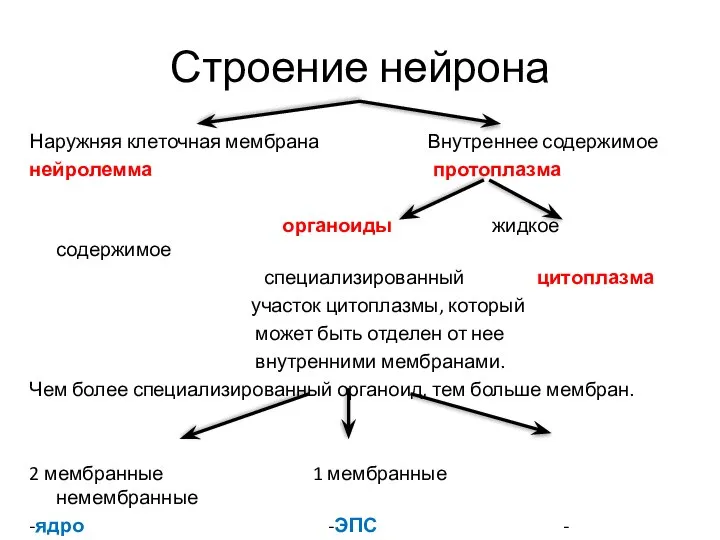 Строение нейрона Наружняя клеточная мембрана Внутреннее содержимое нейролемма протоплазма органоиды жидкое