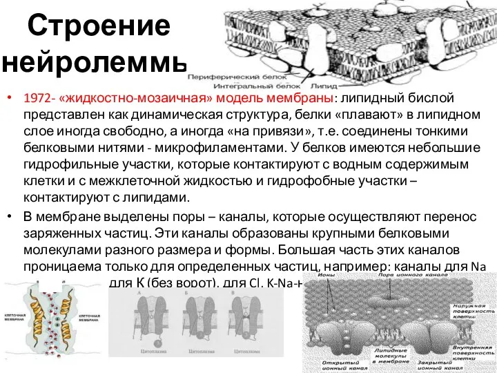 Строение нейролеммы 1972- «жидкостно-мозаичная» модель мембраны: липидный бислой представлен как динамическая