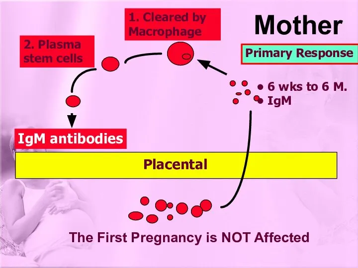 IgM antibodies 1. Cleared by Macrophage 2. Plasma stem cells The