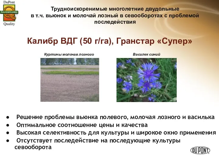 Калибр ВДГ (50 г/га), Гранстар «Супер» Трудноискоренимые многолетние двудольные в т.ч.