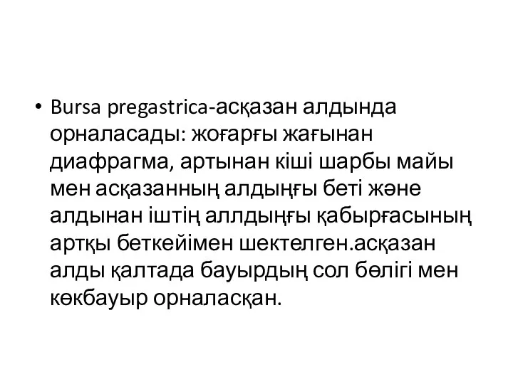 Bursa pregastrica-асқазан алдында орналасады: жоғарғы жағынан диафрагма, артынан кіші шарбы майы