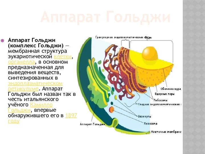 Аппарат Гольджи (комплекс Гольджи) — мембранная структура эукариотической клетки, органелла, в