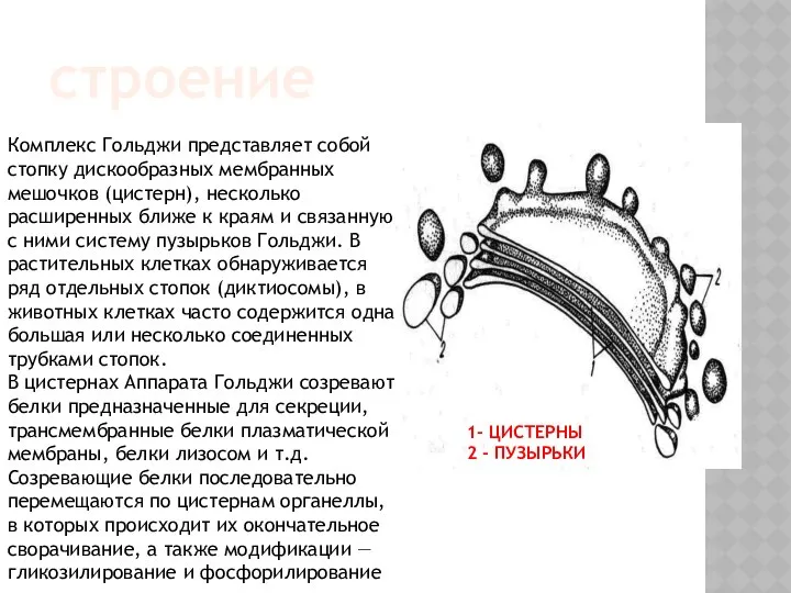 Комплекс Гольджи представляет собой стопку дискообразных мембранных мешочков (цистерн), несколько расширенных