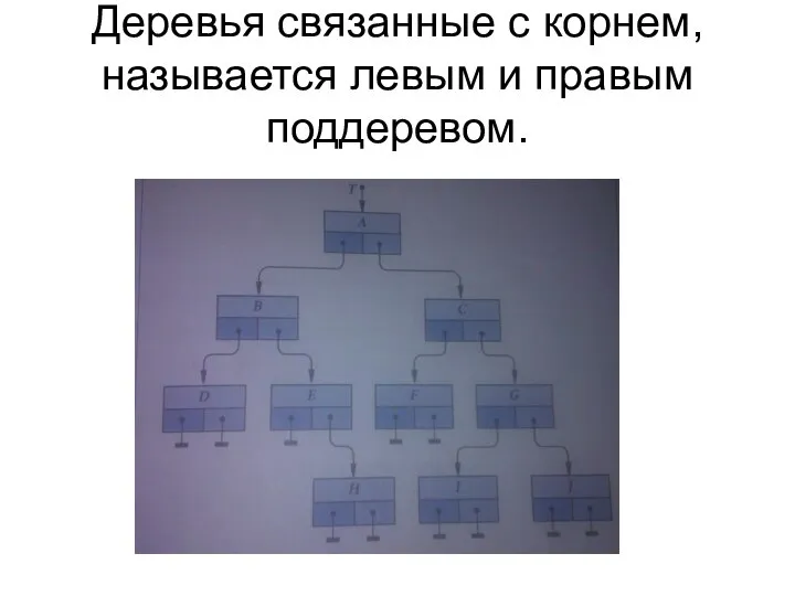 Деревья связанные с корнем, называется левым и правым поддеревом.