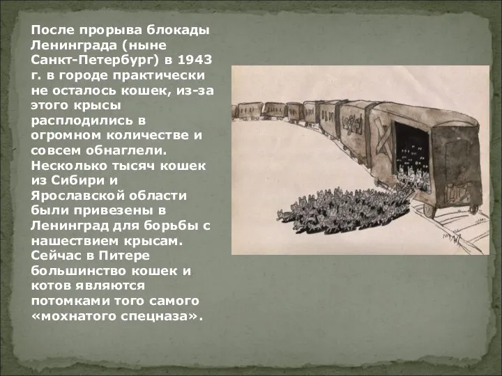 После прорыва блокады Ленинграда (ныне Санкт-Петербург) в 1943 г. в городе