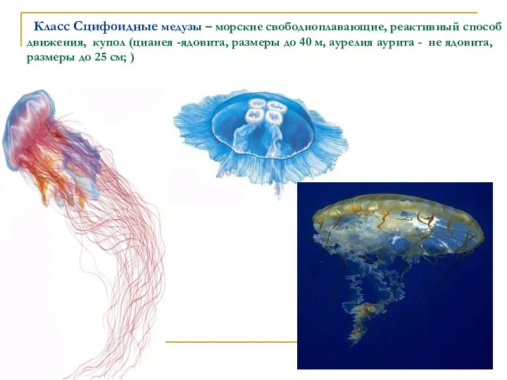 Класс Сцифоидные медузы – морские свободноплавающие, реактивный способ движения, купол (цианея