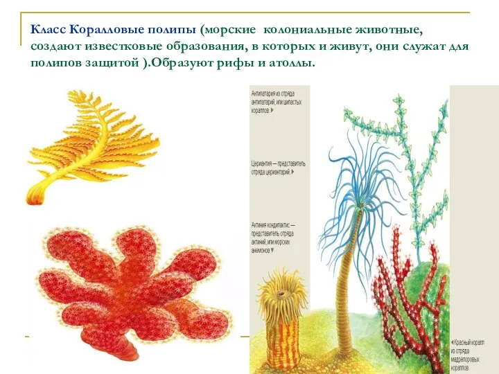 Класс Коралловые полипы (морские колониальные животные, создают известковые образования, в которых
